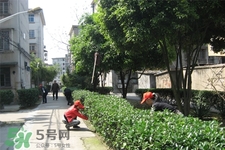 植樹節(jié)一般種什么樹？植樹節(jié)種什么樹比較好？