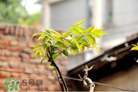 植樹節(jié)一般種什么樹？植樹節(jié)種什么樹比較好？