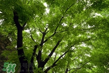 植樹節(jié)一般種什么樹？植樹節(jié)種什么樹比較好？