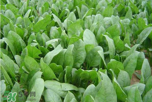 春天能種菠菜嗎？春天怎么種菠菜？