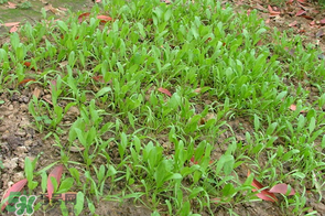 春天能種菠菜嗎？春天怎么種菠菜？