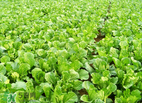 春天能種白菜嗎？春天白菜什么時間種植？
