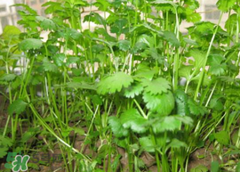 春天能種香菜嗎？香菜幾月份播種？