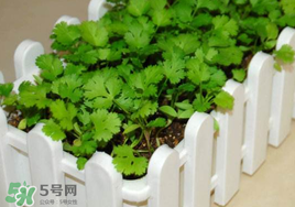 春天能種香菜嗎？香菜幾月份播種？