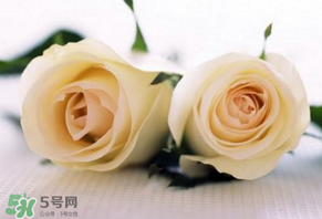 白色情人節(jié)送什么花？白色情人節(jié)送白玫瑰合適嗎？