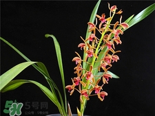 蘭花品種？蘭花有多少品種？