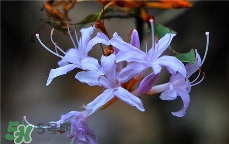 蘭花品種？蘭花有多少品種？