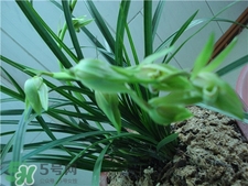 蘭花品種？蘭花有多少品種？