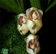 蘭花品種？蘭花有多少品種？