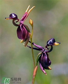 蘭花品種？蘭花有多少品種？