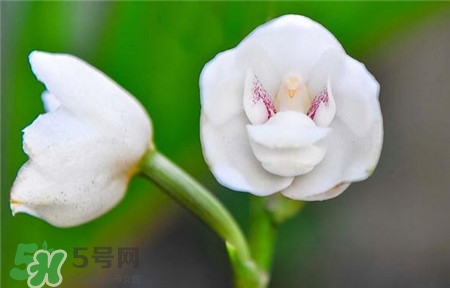 蘭花品種？蘭花有多少品種？