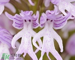蘭花品種？蘭花有多少品種？