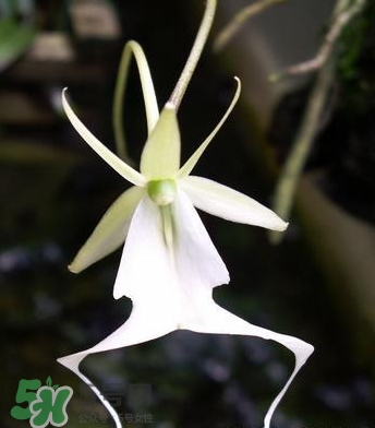 蘭花品種？蘭花有多少品種？