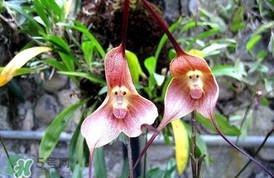 蘭花品種？蘭花有多少品種？
