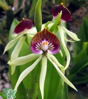蘭花品種？蘭花有多少品種？