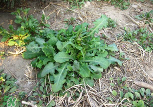 春天吃什么野菜好？春天吃什么野菜降血壓？
