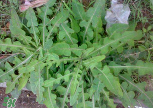 春天吃什么野菜好？春天吃什么野菜降血壓？