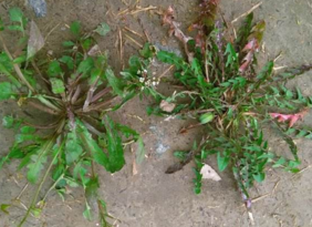 野生薺菜幾月份有？野生薺菜什么時候有？