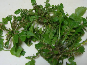 野生薺菜幾月份有？野生薺菜什么時候有？