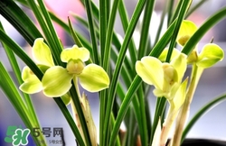 蘭花怎么養(yǎng)？蘭花怎么種？