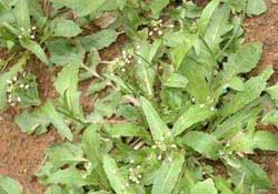 野生薺菜幾月份有？野生薺菜什么時(shí)候有？