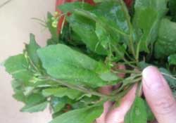 春天吃什么野菜好？春天吃什么野菜降血壓？