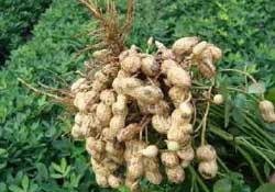 春天能種花生嗎？春天什么時(shí)候種花生？
