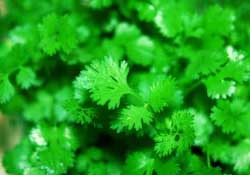 春天能種香菜嗎？香菜幾月份播種？