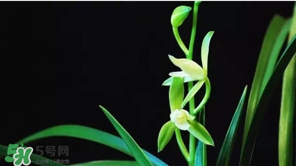 蘭花怎么養(yǎng)？蘭花怎么種？