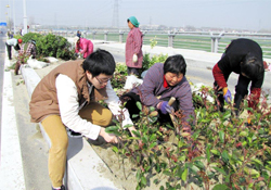 植樹節(jié)可以種什么植物？植樹節(jié)種什么植物好？
