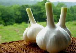 大蒜爛了一點(diǎn)還能吃嗎？大蒜爛根是怎么回事？