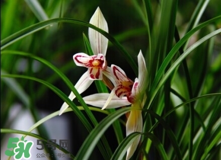 蘭花怎么養(yǎng)？蘭花怎么種？