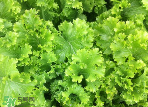 春天能種生菜嗎？生菜春天可以種嗎？