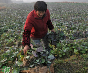 春天能種油菜嗎？油菜春天什么時候種植？
