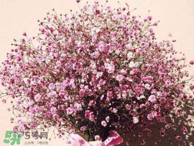 春天能種滿天星嗎？什么時候最適合種植滿天星？