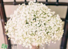 春天能種滿天星嗎？什么時候最適合種植滿天星？