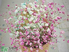 春天能種滿天星嗎？什么時候最適合種植滿天星？