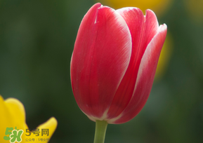春天可以種郁金香嗎？郁金香可以春天種嗎？