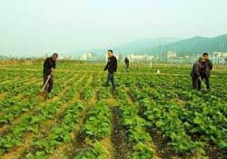 春天能種油菜嗎？油菜春天什么時候種植？