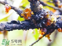 桃膠有膠原蛋白嗎?桃膠能補充膠原蛋白嗎?