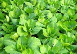 春天種植什么蔬菜好？春季適合種植的蔬菜