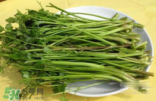 吃野芹菜會(huì)中毒嗎？吃野芹菜中毒了怎么辦？
