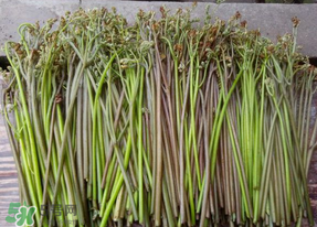 蕨菜是什么菜？蕨菜是什么？