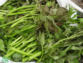 蕨菜是什么菜？蕨菜是什么？