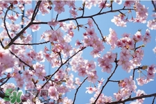 清明節(jié)可以說(shuō)節(jié)日快樂(lè)嗎？清明節(jié)能說(shuō)節(jié)日快樂(lè)嗎？