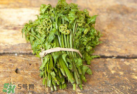 蕨菜可以冷凍嗎？蕨菜可以放冰箱嗎？