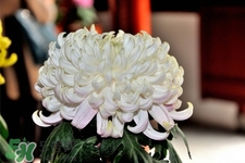 清明節(jié)掃墓買什么顏色菊花？清明節(jié)上墳用什么顏色菊花？