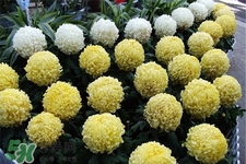 清明節(jié)掃墓買什么顏色菊花？清明節(jié)上墳用什么顏色菊花？