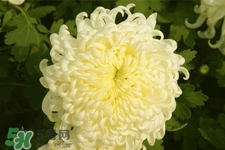 清明節(jié)掃墓為什么用菊花？清明節(jié)上墳為什么要送菊花？