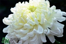 清明節(jié)掃墓為什么用菊花？清明節(jié)上墳為什么要送菊花？